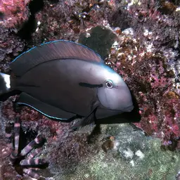 Blackstreak Surgeonfish, photo 3