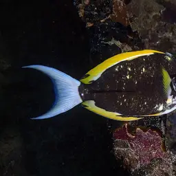 Blackstreak Surgeonfish, photo 4