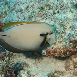 Blackstreak Surgeonfish, photo 5