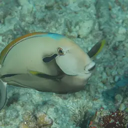 Blackstreak Surgeonfish, photo 6