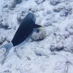Blackstreak Surgeonfish, photo 7