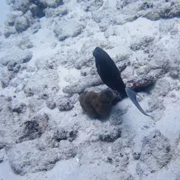 Blackstreak Surgeonfish, photo 8