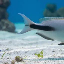 Blackstreak Surgeonfish, photo 9