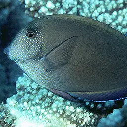 Blackspot Surgeonfish