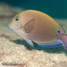 Blackspot Surgeonfish, photo 2