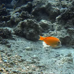 Blackspot Surgeonfish, photo 3