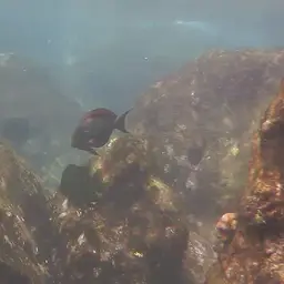 Blackspot Surgeonfish, photo 4