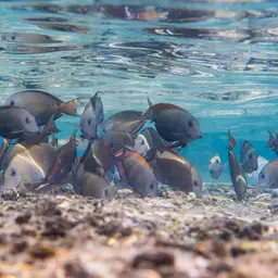 Blackspot Surgeonfish, photo 5