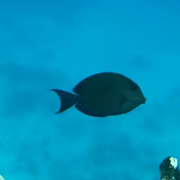 Blackspot Surgeonfish, photo 6