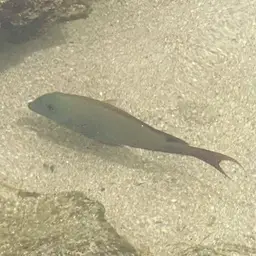 Blackspot Surgeonfish, photo 7