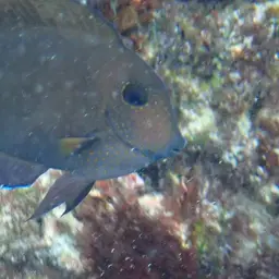 Blackspot Surgeonfish, photo 8
