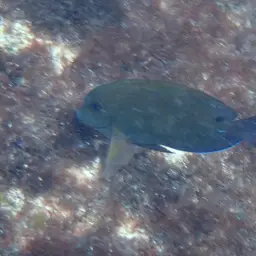 Blackspot Surgeonfish, photo 9