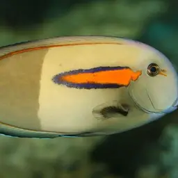 Orangespot Surgeonfish