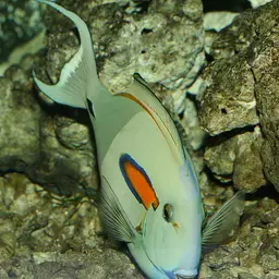Orangespot Surgeonfish, photo 2