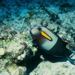 Orangespot Surgeonfish, photo 3