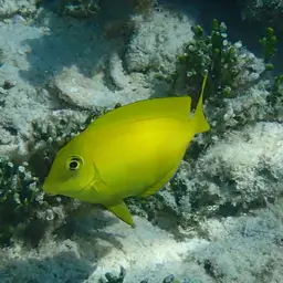 Orangespot Surgeonfish, photo 4