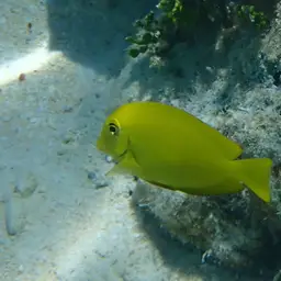 Orangespot Surgeonfish, photo 5