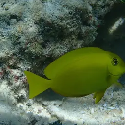 Orangespot Surgeonfish, photo 6
