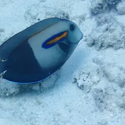 Orangespot Surgeonfish, photo 7