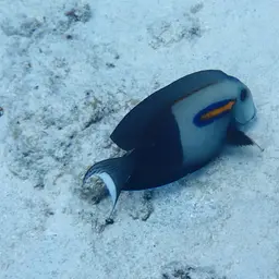 Orangespot Surgeonfish, photo 8