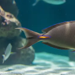 Orangespot Surgeonfish, photo 9
