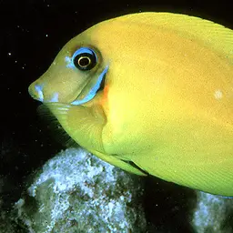 Mimic Surgeonfish