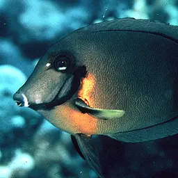 Mimic Surgeonfish, photo 2