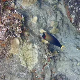 Mimic Surgeonfish, photo 3