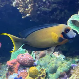 Mimic Surgeonfish, photo 4