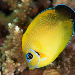 Mimic Surgeonfish, photo 5