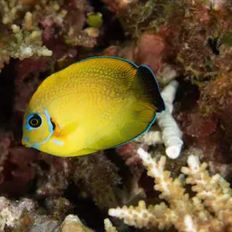 Mimic Surgeonfish, photo 6