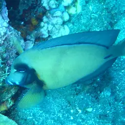 Mimic Surgeonfish, photo 7