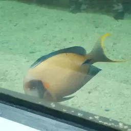 Mimic Surgeonfish, photo 8