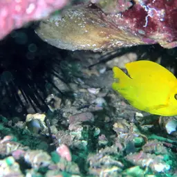 Mimic Surgeonfish, photo 9