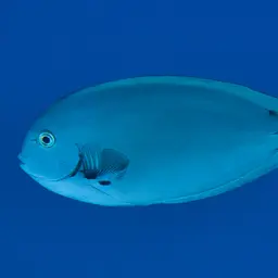 Thompson's Tang