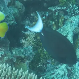 Thompson's Tang, photo 2