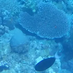 Thompson's Tang, photo 4