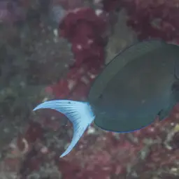 Thompson's Tang, photo 6