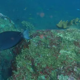 Thompson's Tang, photo 7