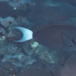Thompson's Tang, photo 8