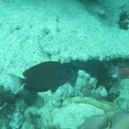 Thompson's Tang, photo 9