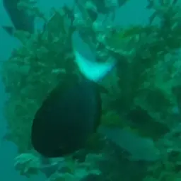Thompson's Tang, photo 10