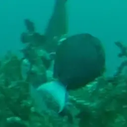 Thompson's Tang, photo 11