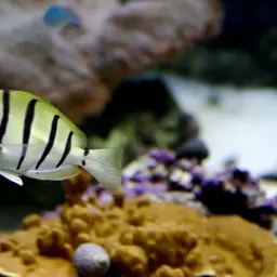 Convict Surgeonfish