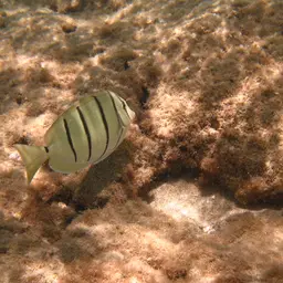 Convict Surgeonfish, photo 2