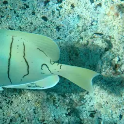 Convict Surgeonfish, photo 3