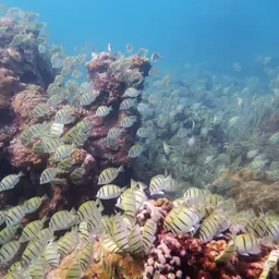 Convict Surgeonfish, photo 5
