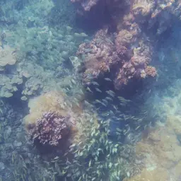 Convict Surgeonfish, photo 7