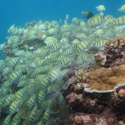 Convict Surgeonfish, photo 8