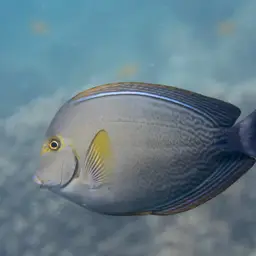 Cuvier's Surgeonfish, photo 7